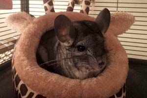 Chinchilla sitting in a little bed.