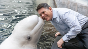 Dan Dipiazzo with a beluga whale.