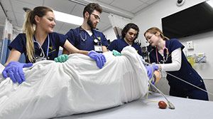 Male and female nursing students training on an artificial human body.